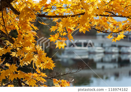 Autumn scenery along Lake Onuma 118974182