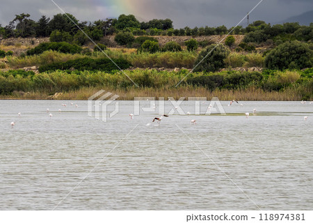 Wild flamingos in a swamp in sicily Vendicari Oasis Wild flamingos in a swamp in sicily Vendicari Oasis 118974381