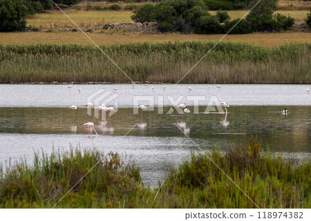 Wild flamingos in a swamp in sicily Vendicari Oasis Wild flamingos in a swamp in sicily Vendicari Oasis 118974382