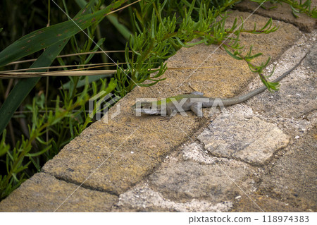 Close up of a Sicilian lizard, Podarcis waglerianus, in Vendicari, Sicily. Close up of a Sicilian lizard, Podarcis waglerianus, in Vendicari, Sicily. 118974383