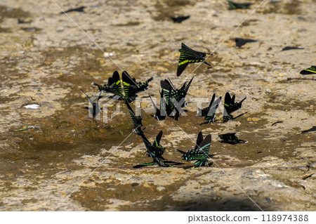 Many Urania leilus butterfly in Colombia 118974388