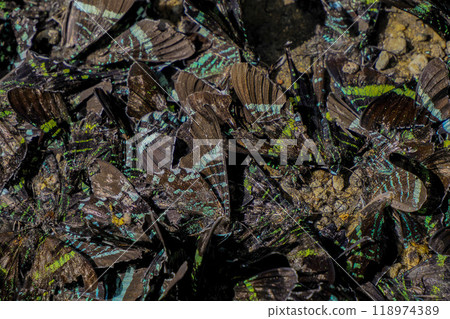 Many dead Urania leilus butterfly in Colombia 118974389