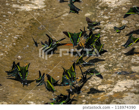 Many Urania leilus butterfly in Colombia 118974390