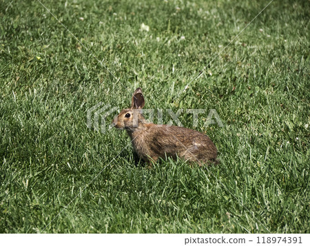 A bunny Eastern Cottontail Rabbit in long island green grass A bunny Eastern Cottontail Rabbit in long island green grass 118974391
