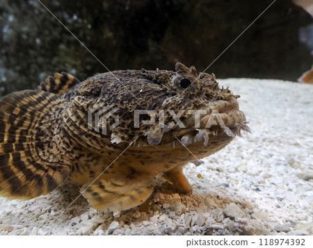 Oyster Toadfish fish underwater portrait 118974392