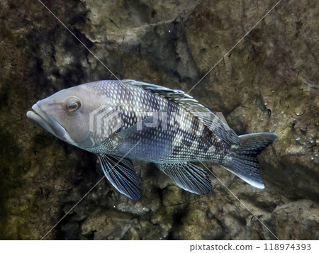 Black Seabass-Centropristis striata underwater close up portrait 118974393