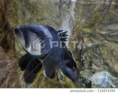 Black Seabass-Centropristis striata underwater close up portrait 118974394