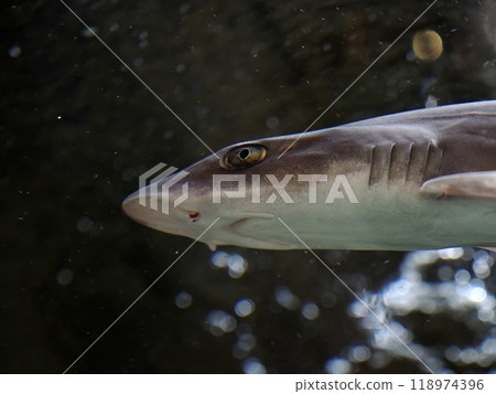 dogfish shark underwater close up portrait dogfish shark underwater close up portrait 118974396