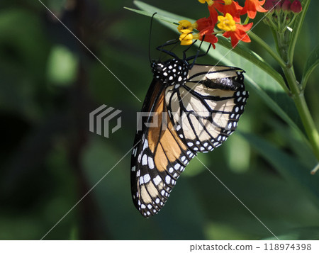 Close-up shot of a Monarch butterfly (Danaus plexippus) 118974398