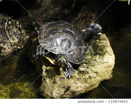 Turtle Trachemys scripta on pond Turtle Trachemys scripta on pond 118974401