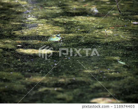 frog in a pond looks like a painting in Ohio, Usa 118974403
