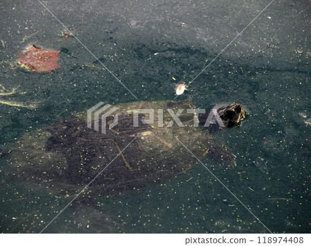 Turtle Trachemys scripta on pond Turtle Trachemys scripta on pond 118974408