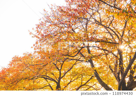 Sunlit autumn leaves of cherry trees Sunlit autumn leaves of cherry trees 118974430