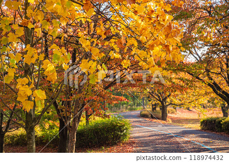 信州天空公園的秋葉 信州天空公園的秋葉 118974432