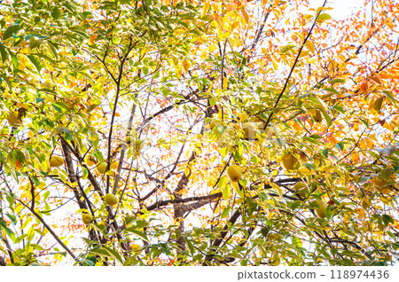 一棵qu tree樹 118974436