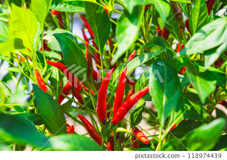 red pepper red pepper 118974439