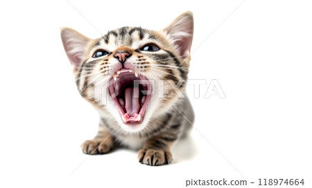 Striped kitten yawning or meowing loudly, close-up view, detailed fur texture, isolated on white background, expressive feline face with sharp teeth visible 118974664
