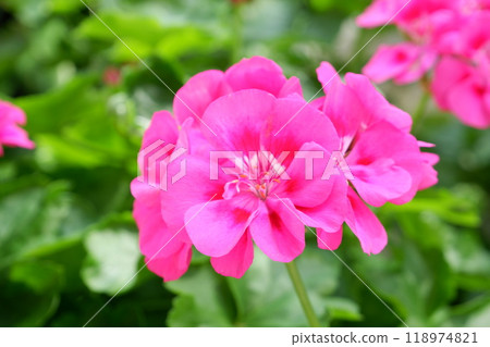 常春藤天竺葵(新加坡) 常春藤天竺葵(新加坡) 118974821