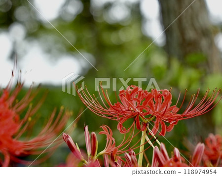 Beautifully blooming red spider lilies on a green background 118974954