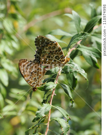 Fritillary fritillary 118974998