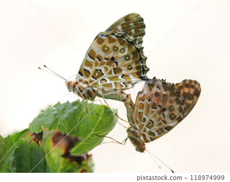 Fritillary fritillary 118974999