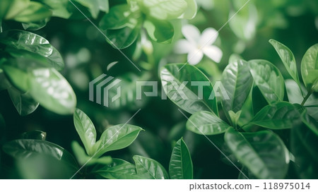 Lush Green Leaves with a Single White Flower in Focus	 118975014