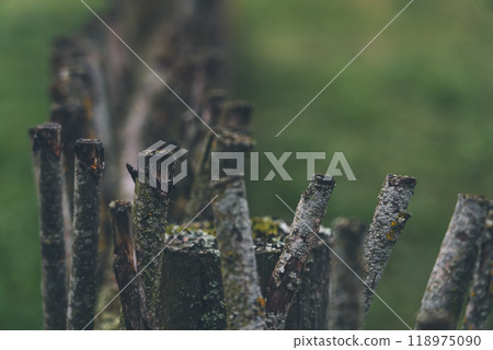 A fence made of vines. A fence made of branches. An Old Slavic fence of branches 118975090