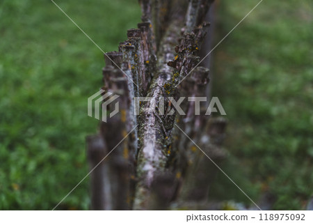 A fence made of vines. A fence made of branches. An Old Slavic fence of branches A fence made of vines. A fence made of branches. An Old Slavic fence of branches 118975092