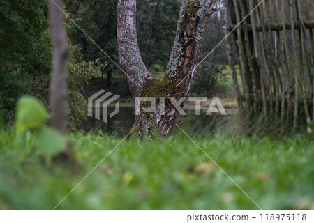 A fence made of vines. A fence made of branches. Old Slavic fence 118975118