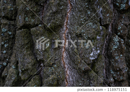 Thick, old, birch bark up close. Background birch bark 118975151