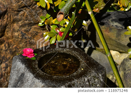 山茶花 118975246