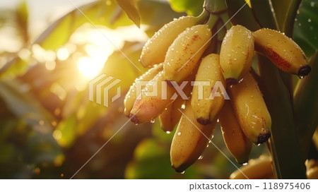 Bananas hanging from a tree with few drops of water on the skin. 118975406