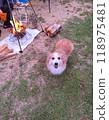 篝火附近的柯基犬 118975481