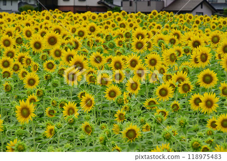 Sunflower fields in Funauka town There is a sunflower field in Funauka town in Toyama city, which is visited by many people. 118975483