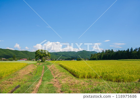 A chestnut tree, a rice field, and a footpath [Omachi City] 118975686