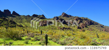 After The rain Sonora Desert Arizona Picacho Peak State Park 118975749