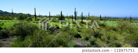 After The Rain Sonora Desert Arizona Picacho Peak State Park 118975751