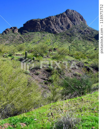 After The Rain Sonora Desert Arizona Picacho Peak State Park 118975752
