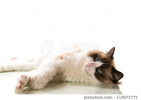 Beautiful young healthy Ragdoll cat on a white background. Beautiful young healthy Ragdoll cat on a white background. 118975775