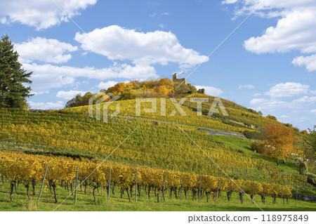 Vineyard with the old castle ruins in Staufen im Breisgau in the Black Forest Vineyard with the old castle ruins in Staufen im Breisgau in the Black Forest 118975849