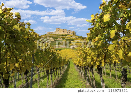 Vineyard with the old castle ruins in Staufen im Breisgau in the Black Forest 118975851