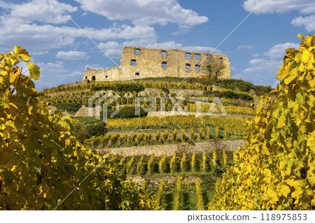 Vineyard with the old castle ruins in Staufen im Breisgau in the Black Forest Vineyard with the old castle ruins in Staufen im Breisgau in the Black Forest 118975853