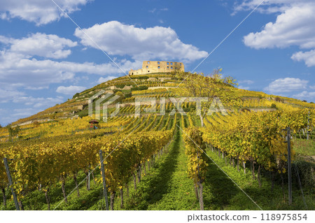 Vineyard with the old castle ruins in Staufen im Breisgau in the Black Forest 118975854