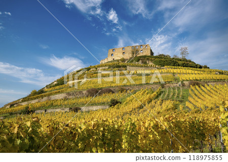 Vineyard with the old castle ruins in Staufen im Breisgau in the Black Forest 118975855
