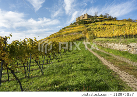 Vineyard with the old castle ruins in Staufen im Breisgau in the Black Forest Vineyard with the old castle ruins in Staufen im Breisgau in the Black Forest 118975857