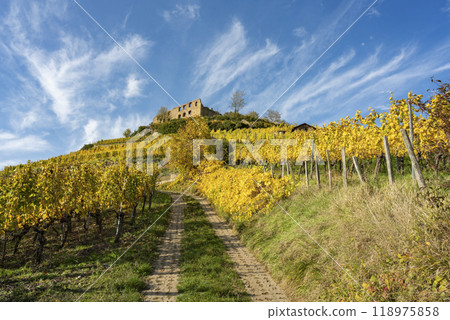 Vineyard with the old castle ruins in Staufen im Breisgau in the Black Forest 118975858