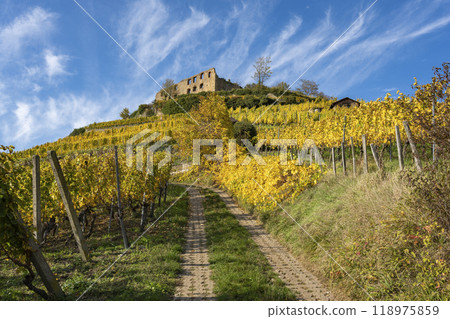 Vineyard with the old castle ruins in Staufen im Breisgau in the Black Forest Vineyard with the old castle ruins in Staufen im Breisgau in the Black Forest 118975859