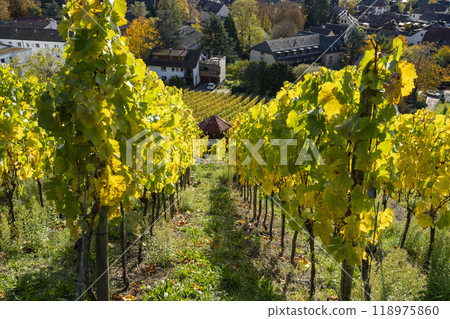 View through the vines down to the small wine village of Staufen im Breisgau near Freiburg 118975860