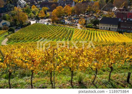 View through the vines down to the small wine village of Staufen im Breisgau near Freiburg 118975864