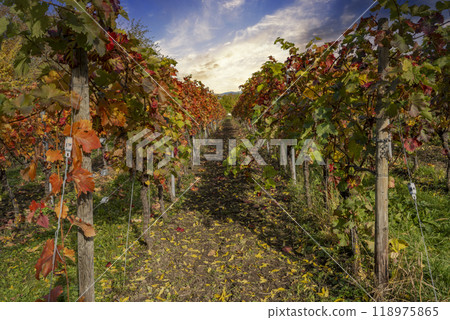 View through beautiful vines covered in fall colors the vines in the wine village of Staufen im Breisgau View through beautiful vines covered in fall colors the vines in the wine village of Staufen im Breisgau 118975865